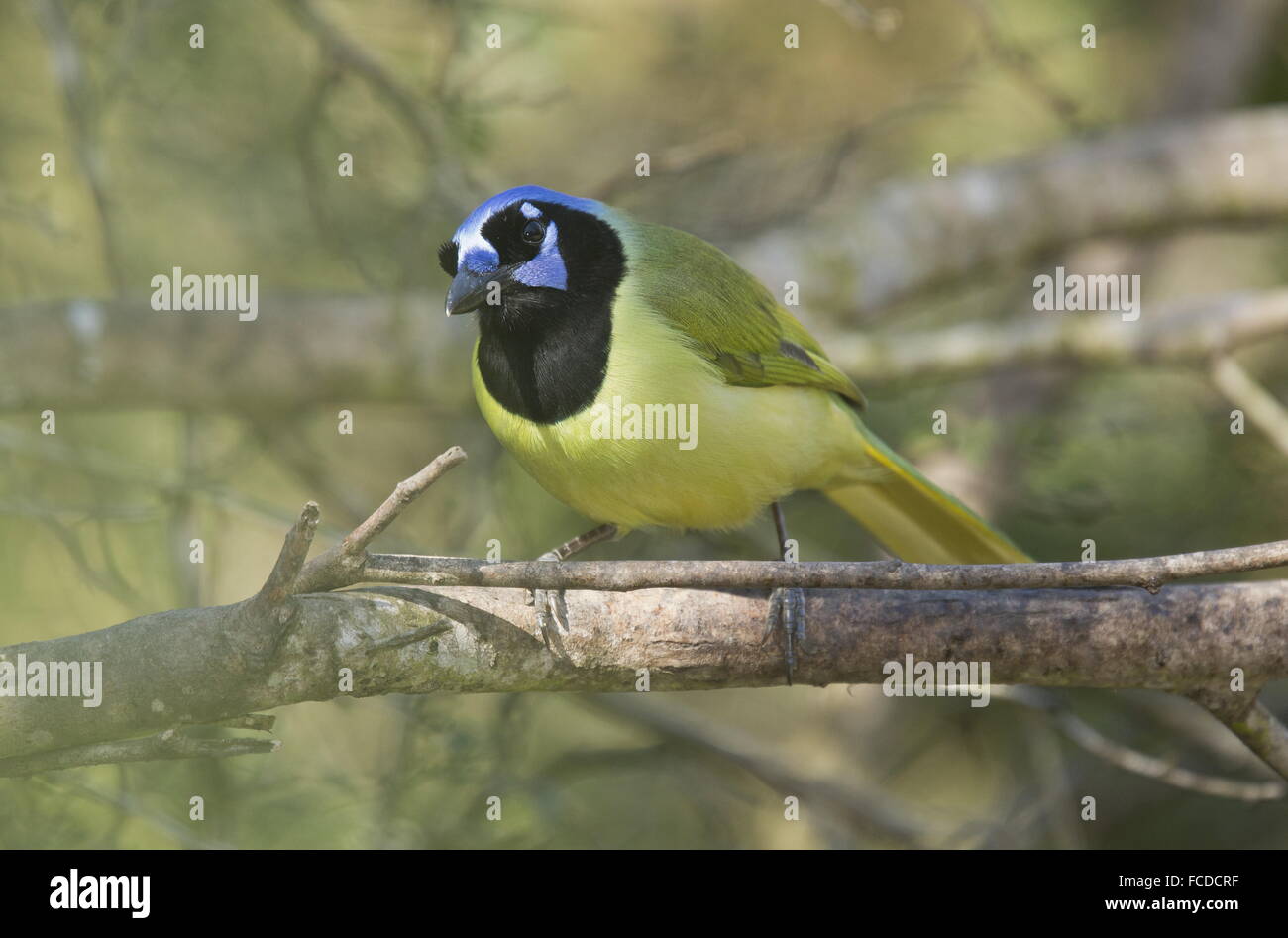Grün-Jay oder Rio Grande Jay, Yncas Cyanocorax am Feeder im Rio Grande Valley, Texas. Stockfoto
