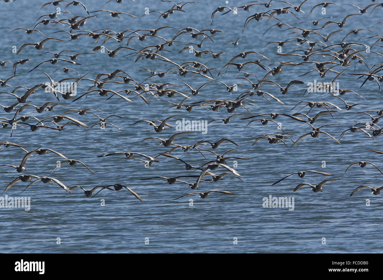 Marmorierte Godwits Limosa Fedoa mit Willets im Flug im Winter an der Bodega Bay, Kalifornien. Stockfoto