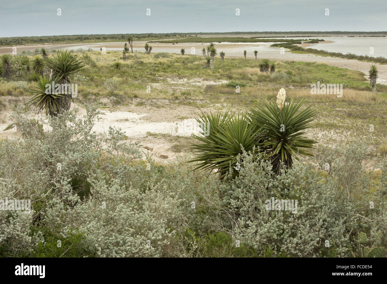 Spanisch-Dolch, Yucca Treculeana in Blüte auf coastal Flats, Laguna Atascosa, Texas. Stockfoto