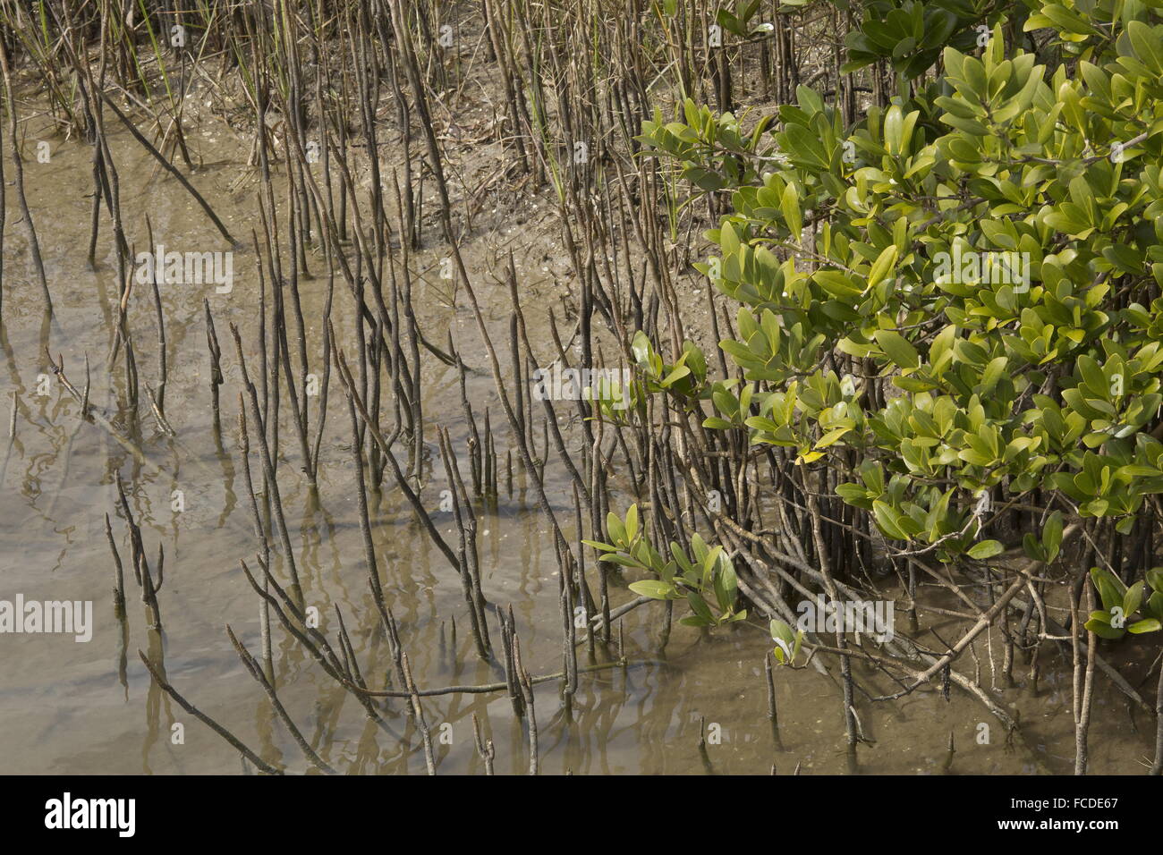Schwarze Mangrove Avicennia Germinans auf Salzwiesen Rand mit Luftwurzeln (Vertikutieren Wurzeln), Texas. Stockfoto