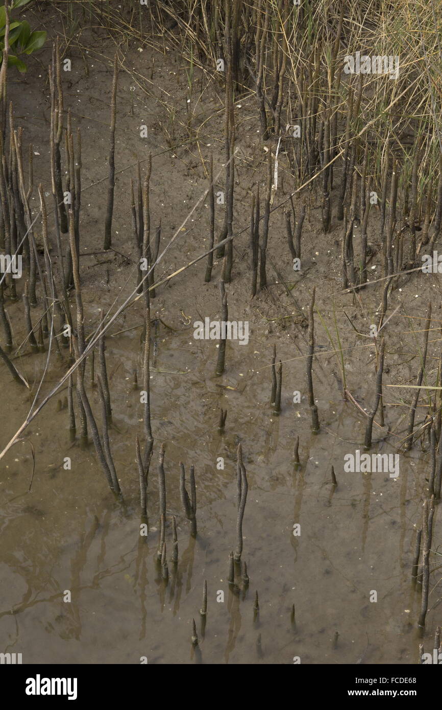 Schwarze Mangrove Avicennia Germinans auf Salzwiesen Rand mit Luftwurzeln (Vertikutieren Wurzeln), Texas. Stockfoto