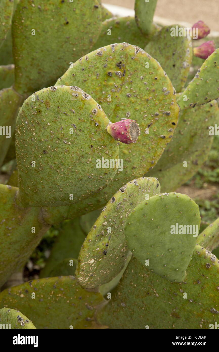 Rückgratlose Feigenkaktus, Opuntia Ellisiana Pads und Obst, Süd-Texas. Stockfoto