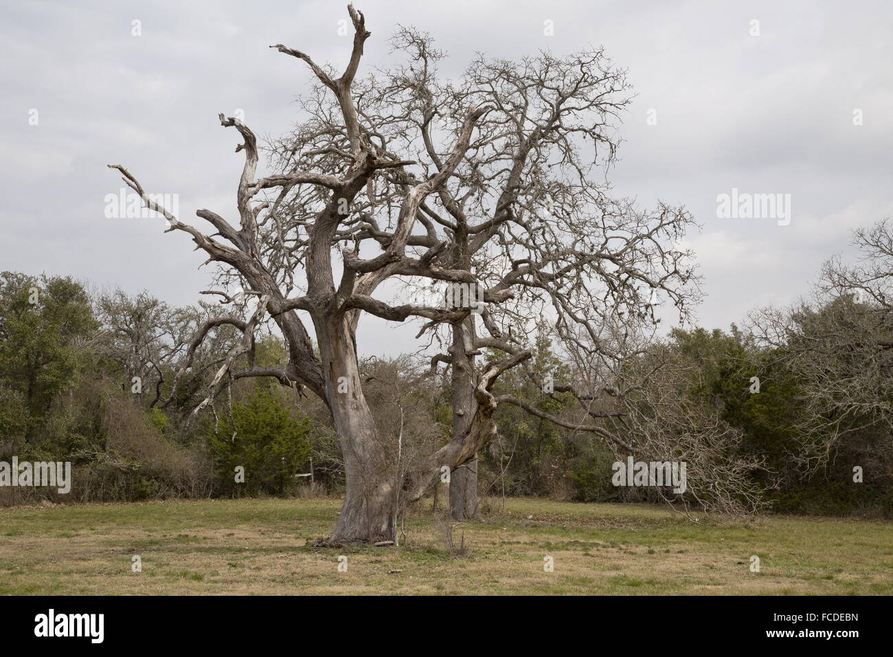 Böschung Live Oak, Quercus Fusiformis von Eiche verwelken Krankheit, Ceratocystis Fagacearum getötet. Texas Stockfoto