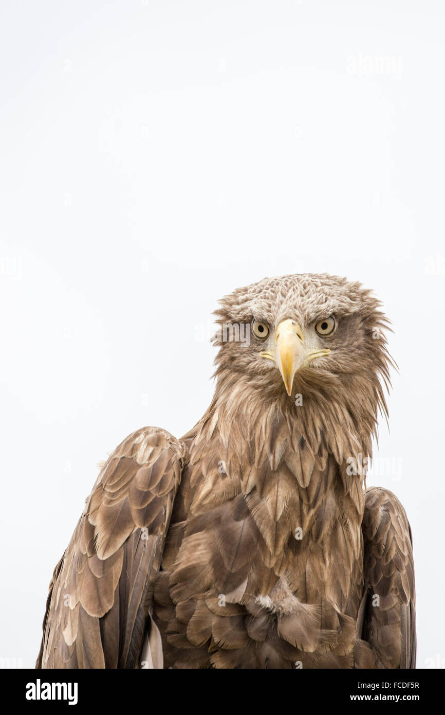 Niederlande, Nieuw Namen Naturschutzgebiet Verdronken Land van Saeftinghe genannt. Gezeiten-Sümpfe. Seeadler. Ausgebildet Stockfoto