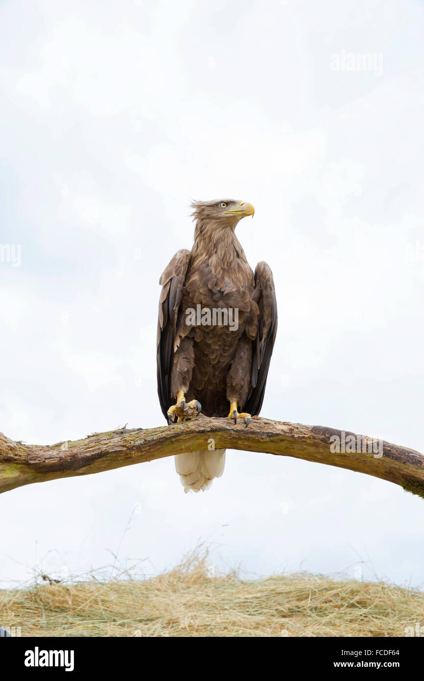 Niederlande, Nieuw Namen Naturschutzgebiet Verdronken Land van Saeftinghe genannt. Gezeiten-Sümpfe. Seeadler. Ausgebildet Stockfoto