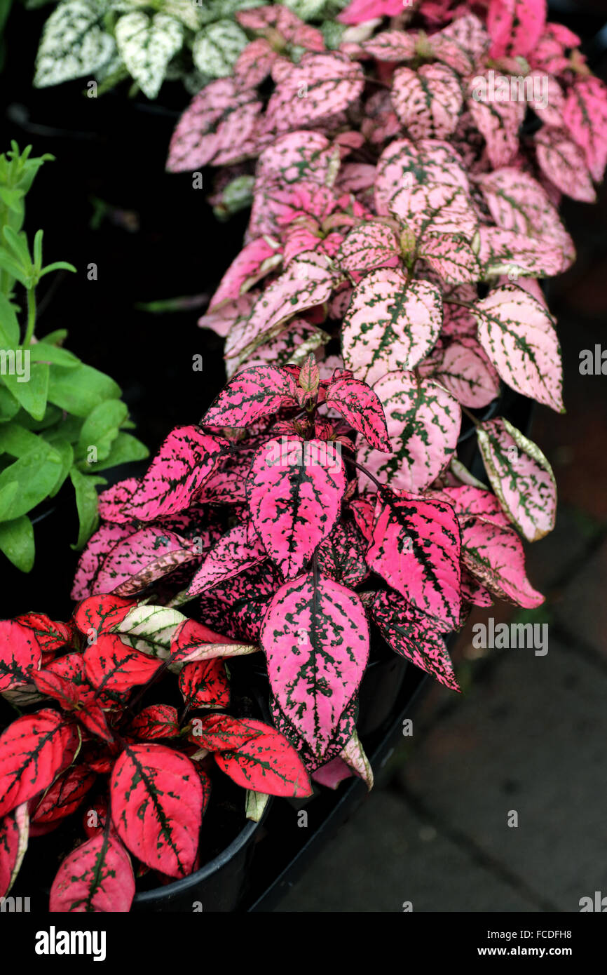 Vier Arten von Hypoestes Phyllostachya oder bekannt als Polka Dot Pflanzen Stockfoto Vier Arten von Hypoestes Phyllostachya oder bekannt als Polka Dot Pflanzen Stockfoto