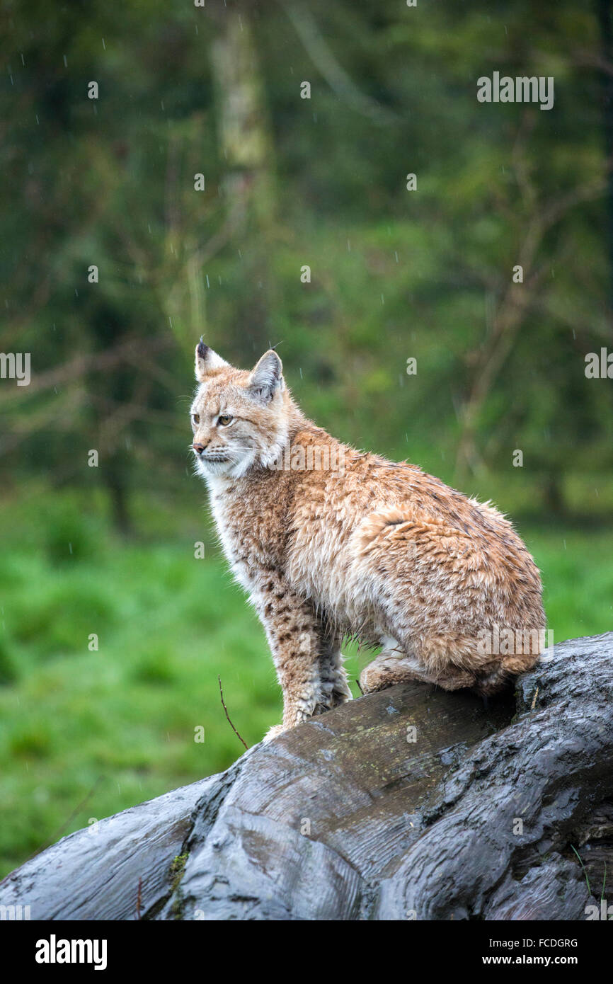 Niederlande, Kerkrade, Gaia Zoo. Luchs Stockfoto