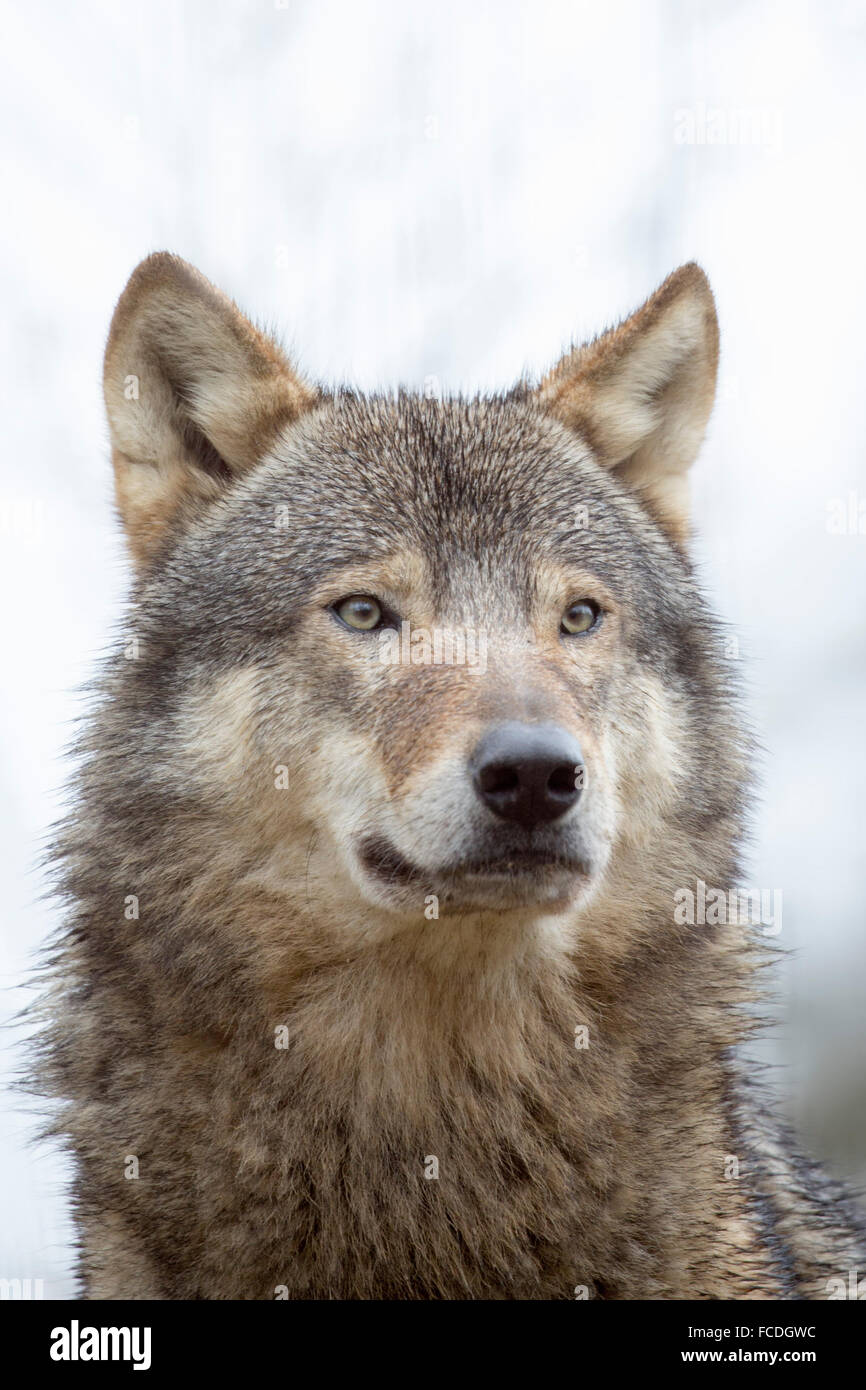 Niederlande, Kerkrade, Gaia Zoo. Grauer wolf Stockfoto