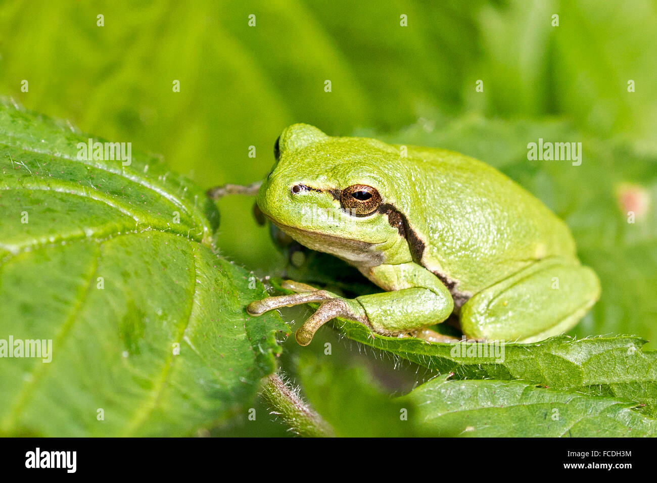 Niederlande, Susteren in der Nähe von Echt. Naturschutzgebiet De Doort. Europäischer Laubfrosch (Hyla Arborea früher Rana Arborea) Stockfoto