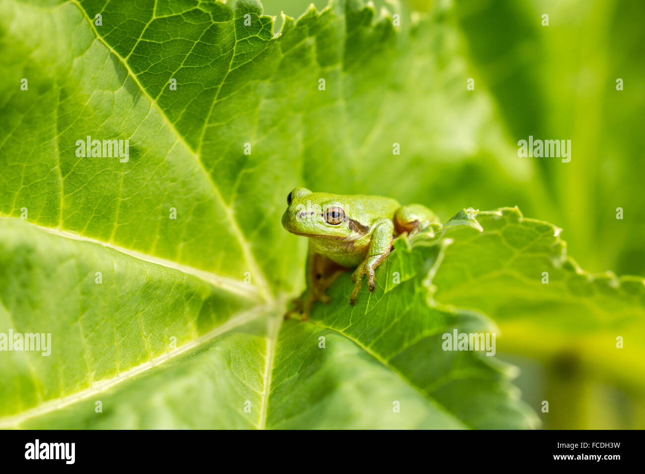 Niederlande, Susteren in der Nähe von Echt. Naturschutzgebiet De Doort. Europäischer Laubfrosch (Hyla Arborea früher Rana Arborea) Stockfoto