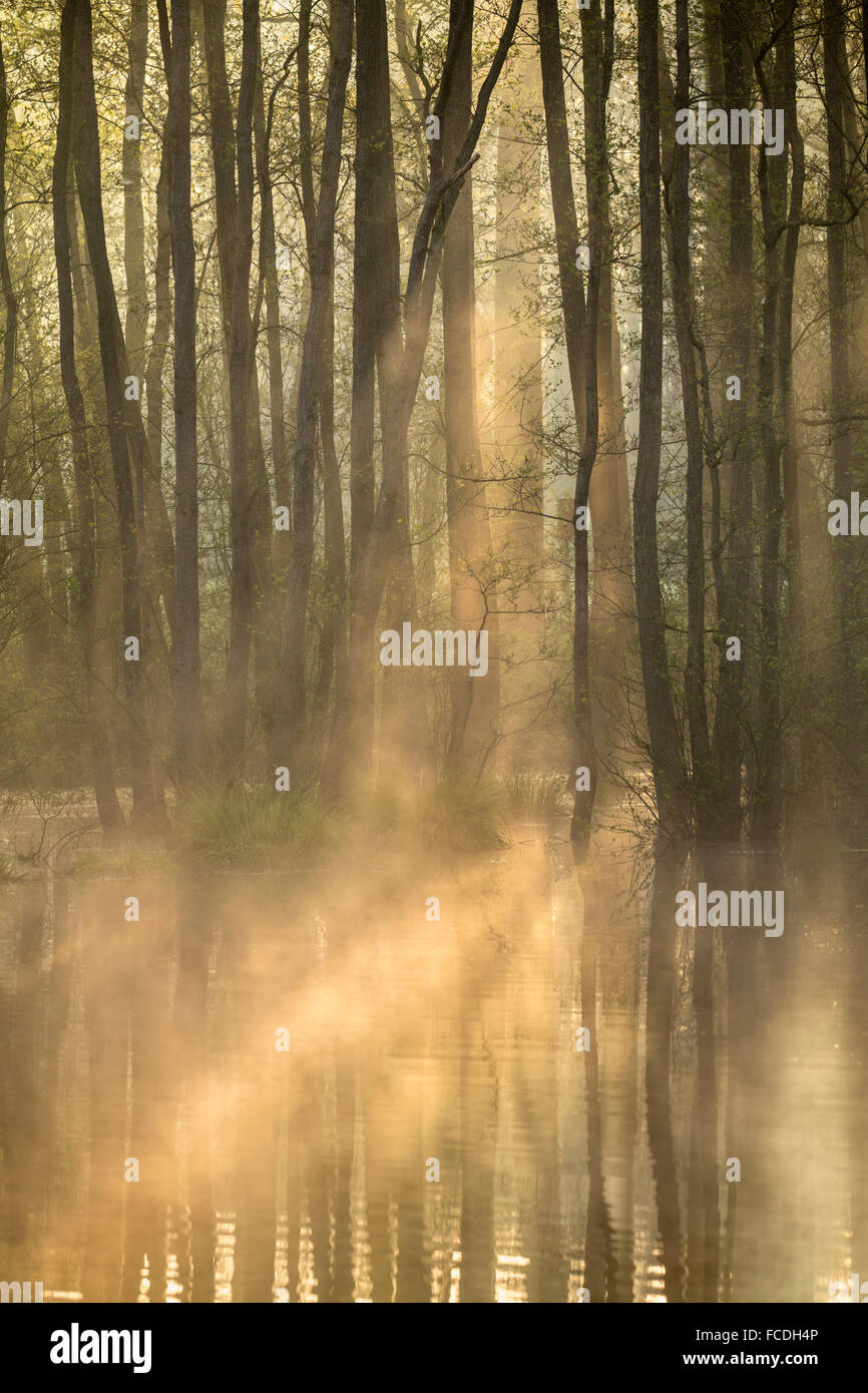 Niederlande, Horst, Natur Naturschutzgebiet Schuitwater, europäische Biber beheimatet. Sumpf Wald. Stockfoto