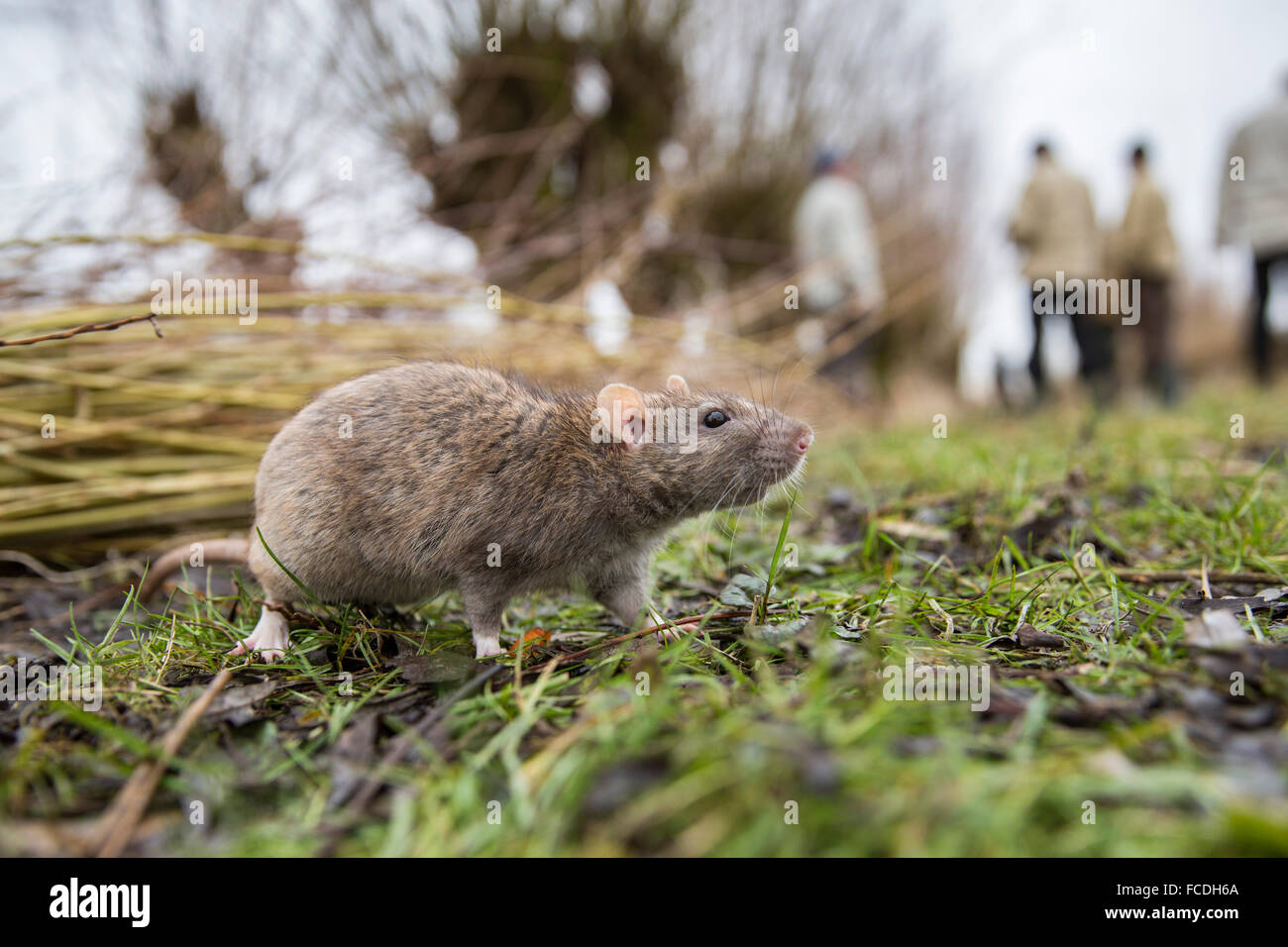 Niederlande, Werkendam, Biesbosch Nationalpark. Braune Ratte Stockfoto