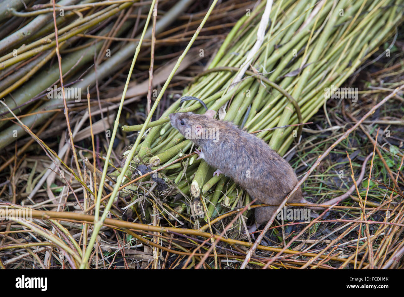 Niederlande, Werkendam, Biesbosch Nationalpark. Braune Ratte Stockfoto