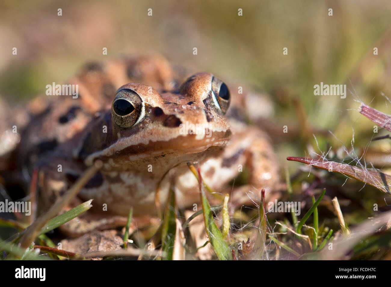 Niederlande, Loon Op Zand, De Moer. Naturschutzgebiet Huis ter Heide. Weibliche Moor-Frosch (Rana Arvalis) Stockfoto