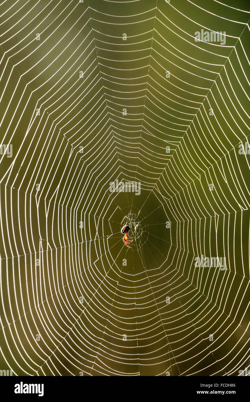 Niederlande, Werkendam, Nationalpark De Biesbosch. Spinne im web Stockfoto