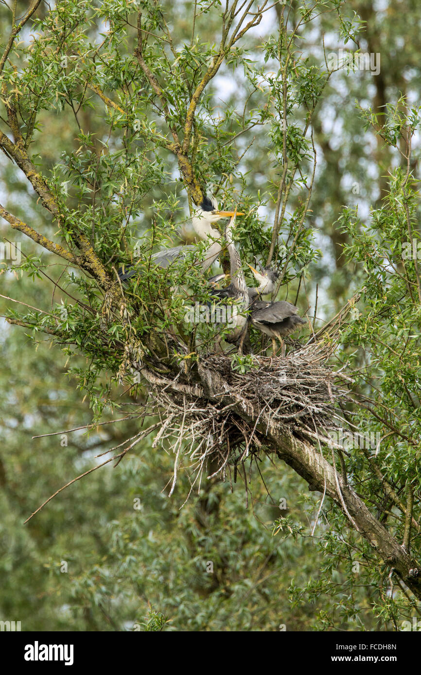 Niederlande, Werkendam, Nationalpark De Biesbosch. Blue Heron. 1 Elternteil und 2 junge im nest Stockfoto