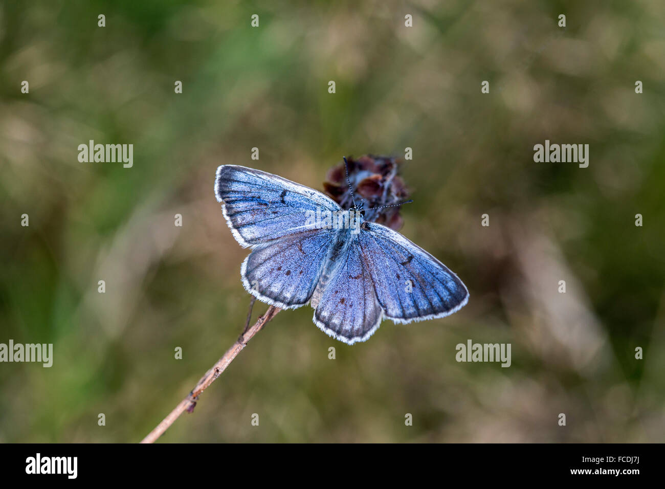Niederlande, Den Bosch, Naturschutzgebiet De Moerputten genannt. Knappen große blaue Schmetterling (Niederländisch: Pimpernelblauwtje) Stockfoto
