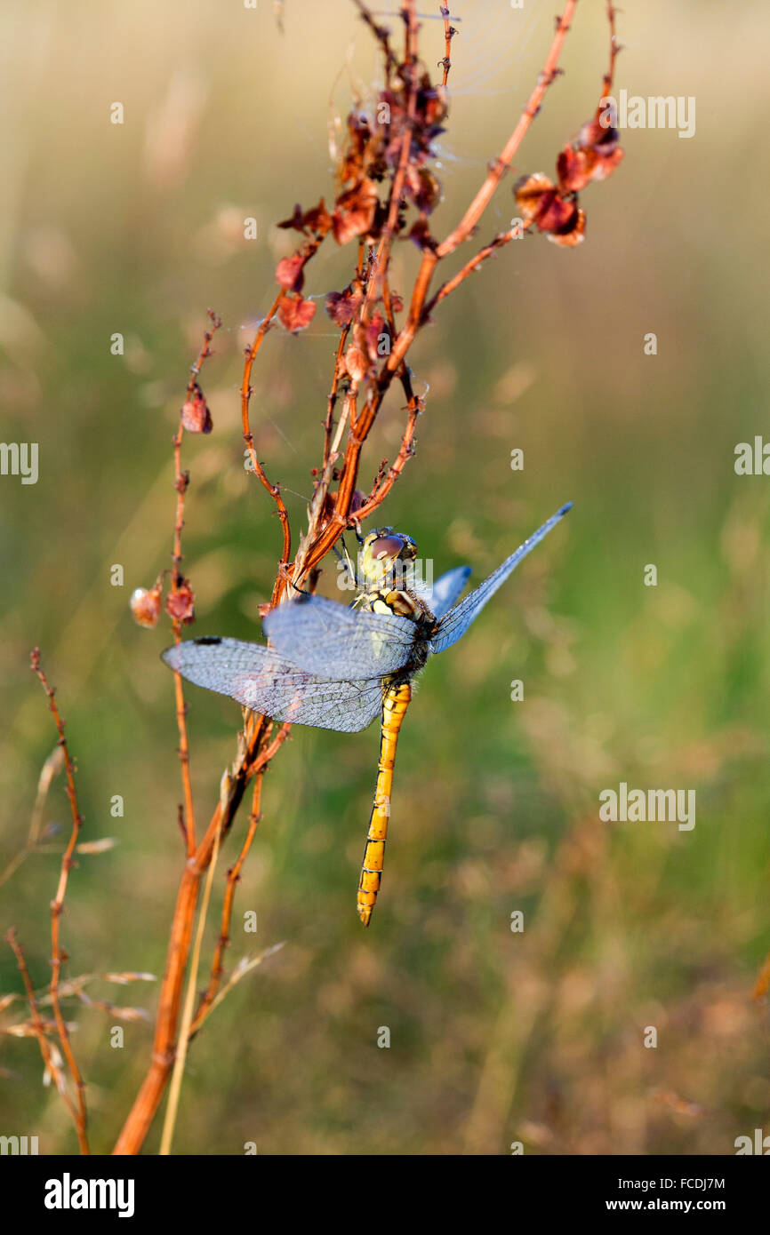 Niederlande, Den Bosch, Naturschutzgebiet genannt: De Moerputten. Libelle Stockfoto
