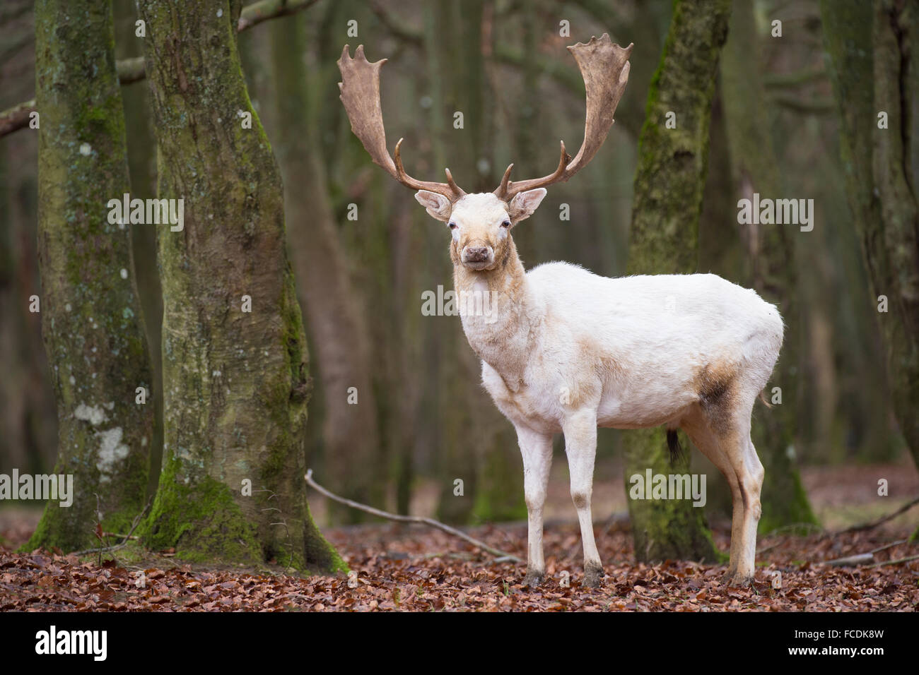 Weißer Damhirsch (Dama Dama), Vulkaneifel, Rheinlad-Pfalz, Deutschland Stockfoto