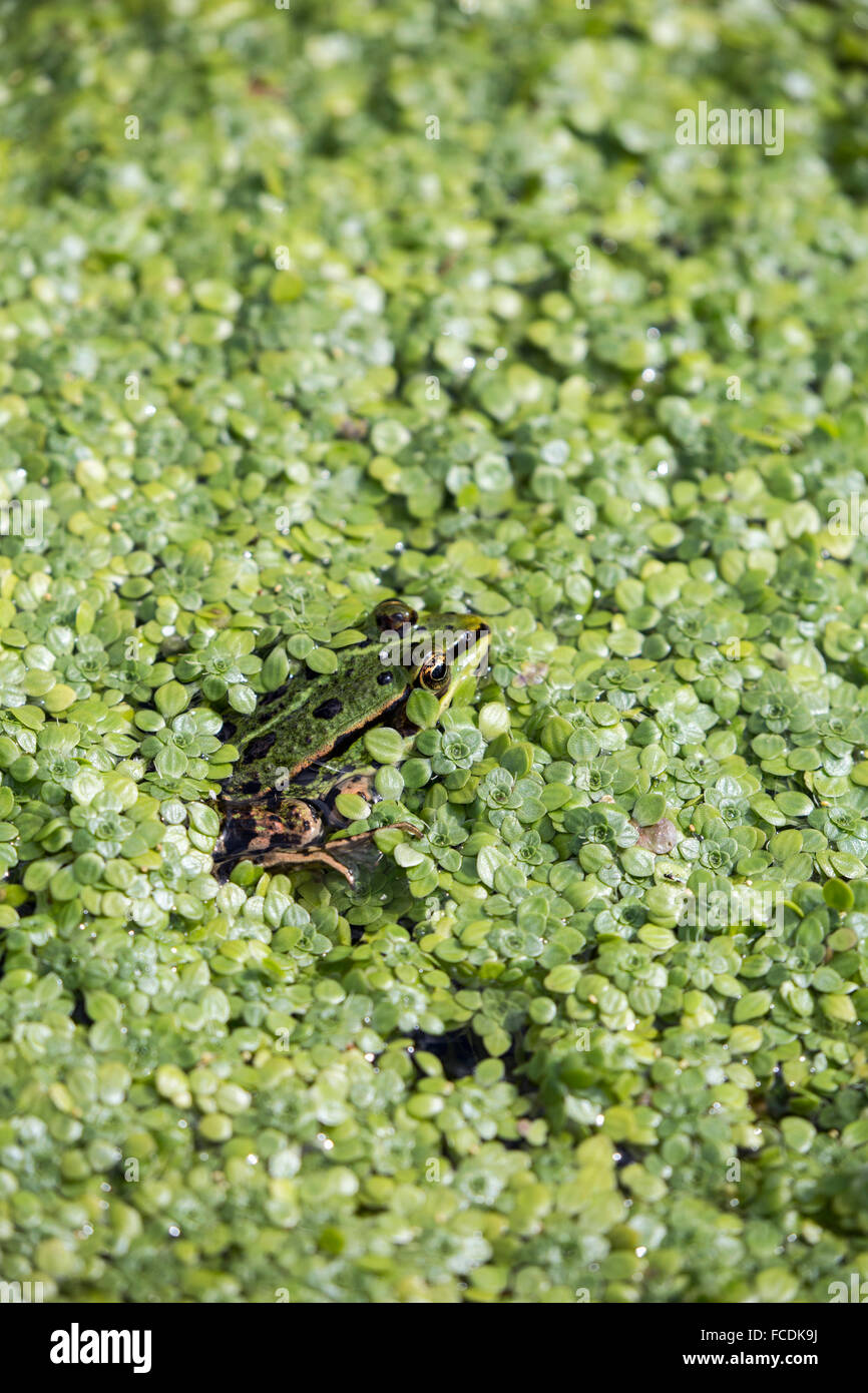 Niederlande, Naarden, Nature Reserve Naardermeer. Green frog in Graben. Stockfoto