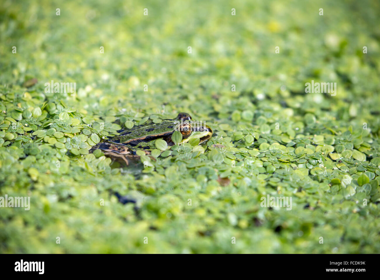 Niederlande, Naarden, Nature Reserve Naardermeer. Green frog in Graben. Stockfoto