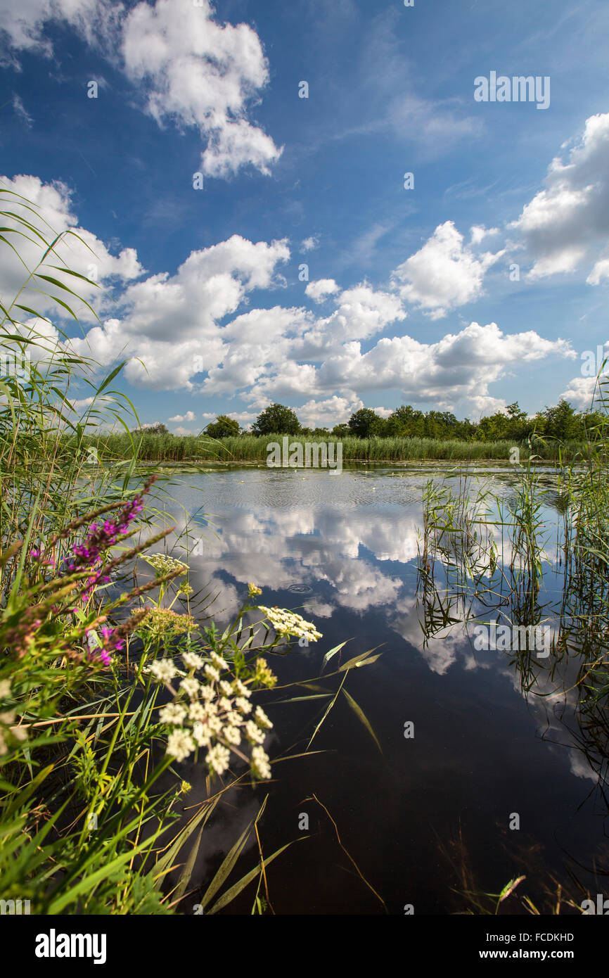 Niederlande, Ankeveen, Seen Ankeveense Plassen genannt Stockfoto