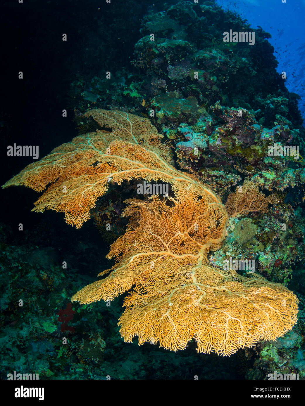 Die Riffe des Roten Meeres Stockfoto
