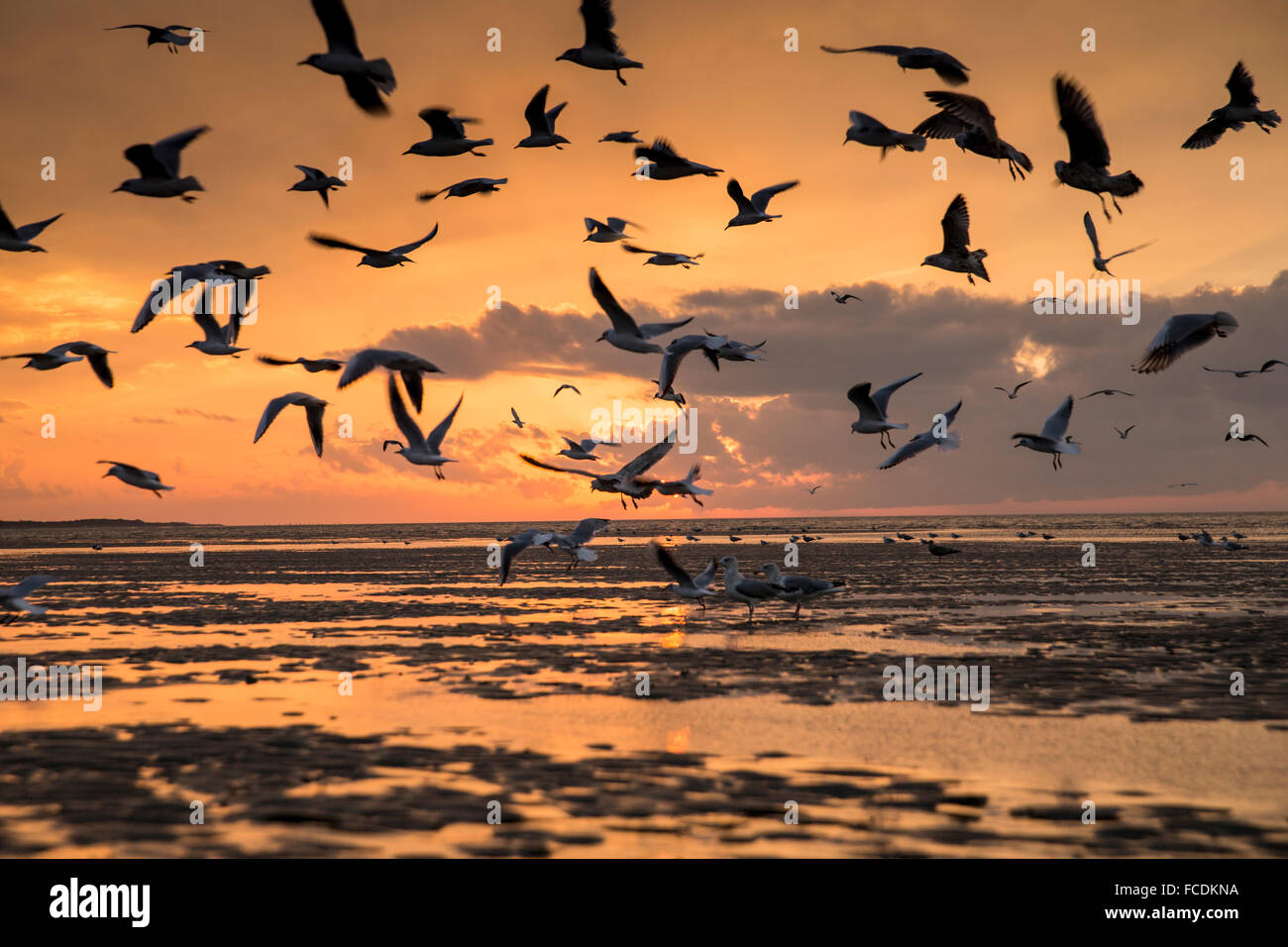 Niederlande, Ouddorp, Strand in der Nähe von Brouwersdam, Teil der Deltawerke. Sonnenuntergang, Möwen Stockfoto