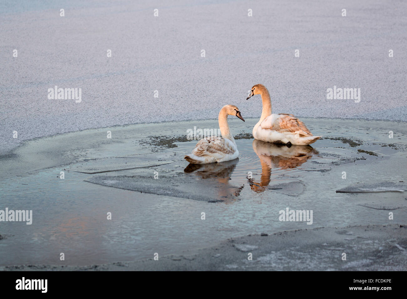 Niederlande, Woerdense Verlaat, junge Höckerschwäne im Eisloch im Graben. Winter Stockfoto