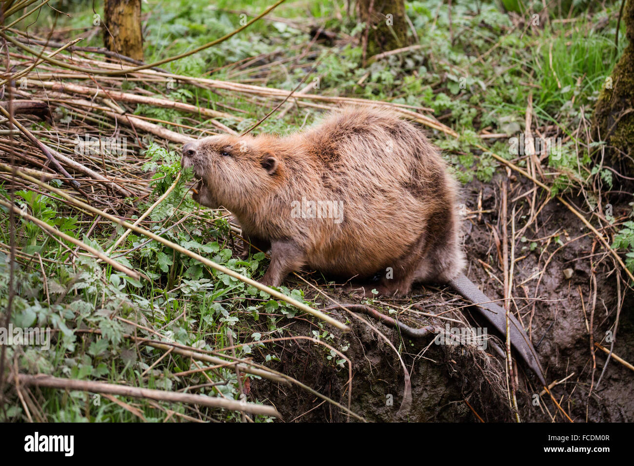 Niederlande, Rhoon, Nature Reserve Rhoonse Grienden. Marschland mit Weiden. Europäischer Biber Beaver Lodge Essen Stockfoto