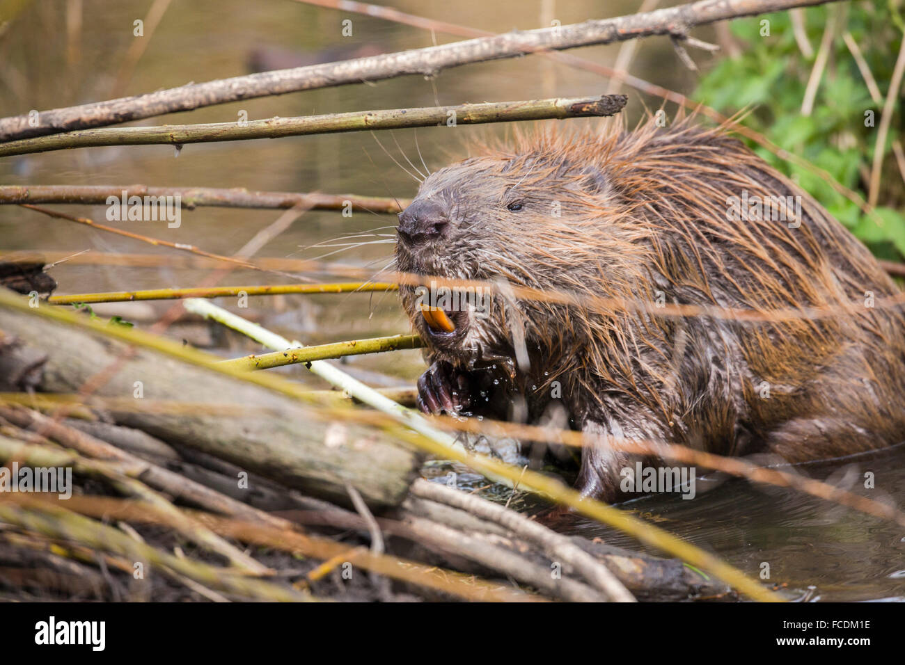 Niederlande, Rhoon, Nature Reserve Rhoonse Grienden. Marschland mit Weiden. Europäischer Biber Beaver Lodge Essen Stockfoto