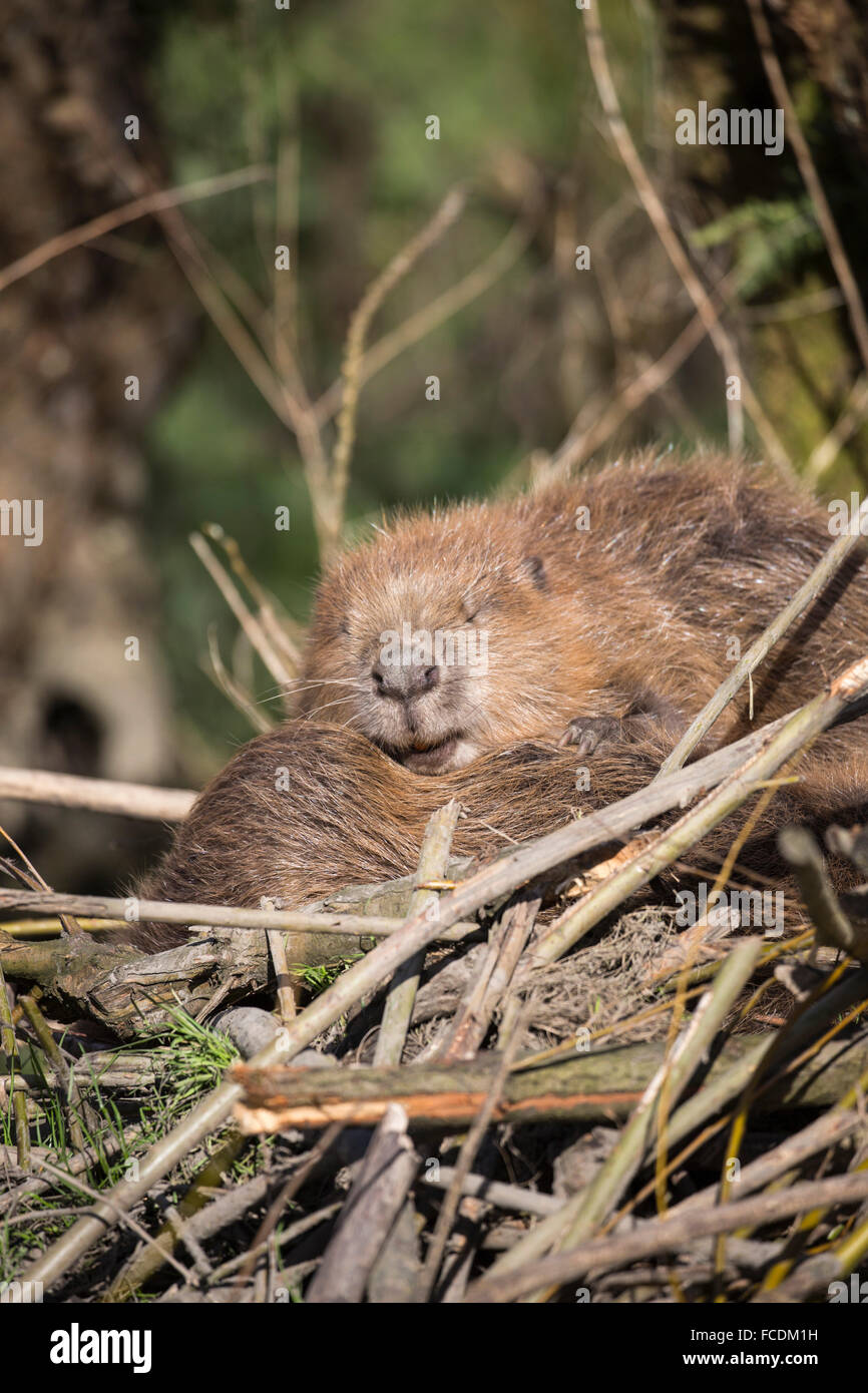 Niederlande, Rhoon, Nature Reserve Rhoonse Grienden. Marschland mit Weiden. Europäischer Biber Beaver Lodge schlafen Stockfoto