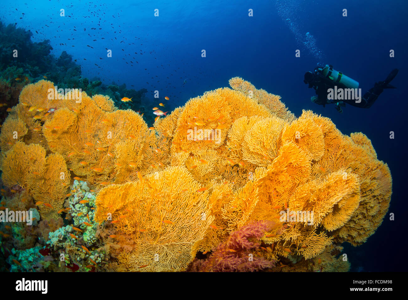 Die Riffe des Roten Meeres Stockfoto