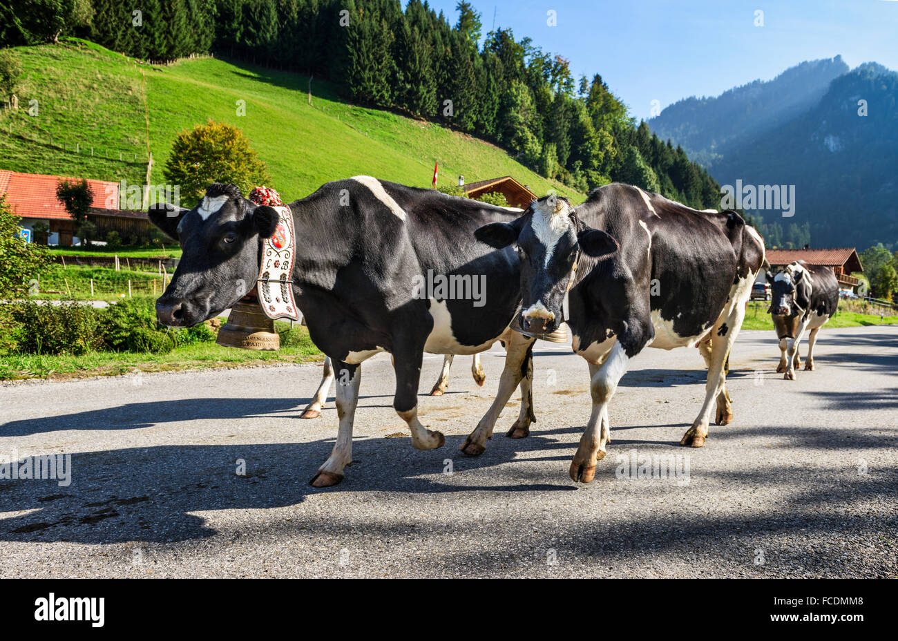 Kühe auf der jährlichen Almauftrieb in Charmey in der Nähe von Gruyères, Freiburg-Zone auf die Schweizer Alpen Stockfoto