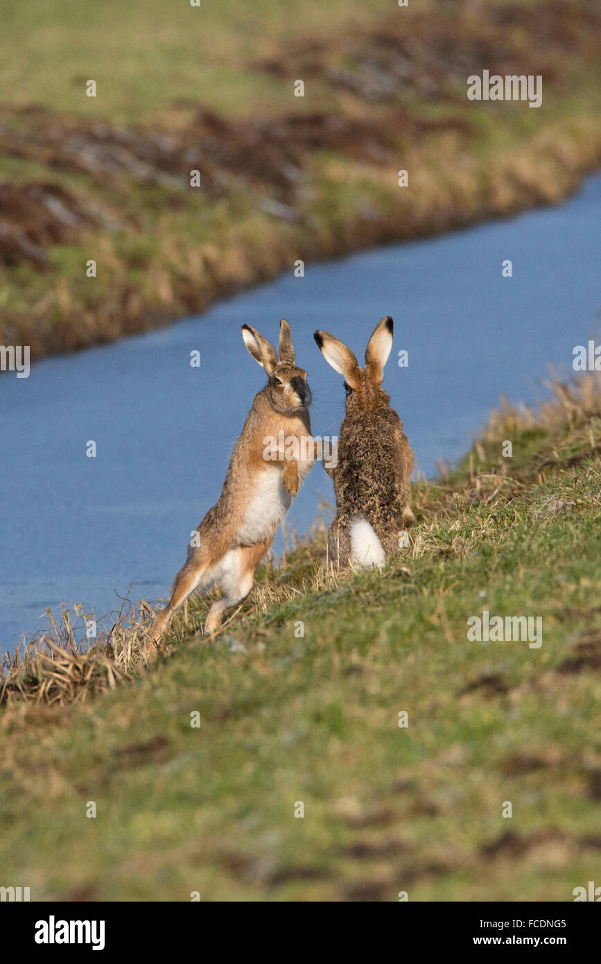 Niederlande, Montfoort, europäischen Feldhasen (Lepus Europaeus). Paarungszeit. Wettbewerb zwischen den Männchen. Stockfoto