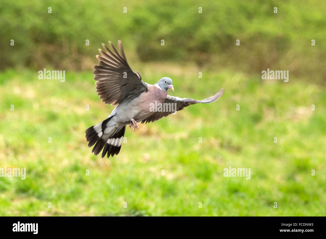 Niederlande,'s-Graveland. Ringeltaube (Columba Palumbus) Stockfoto