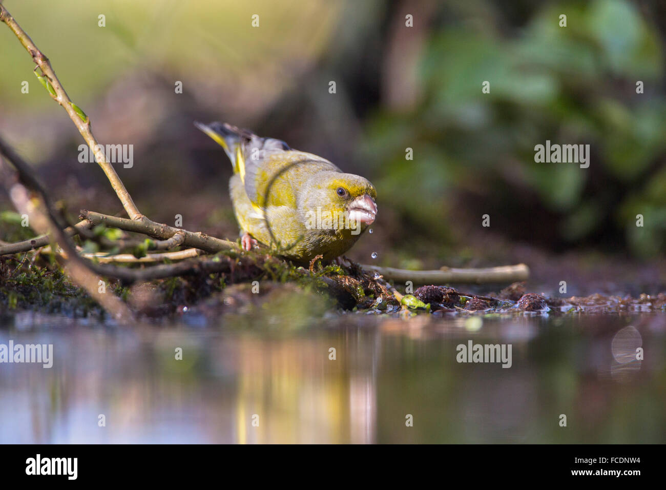 Niederlande,'s-Graveland, der Gravelandse Buitenplaatsen Landgut namens Spanderswoud. Grüne Finch (Chloris Chloris) Stockfoto