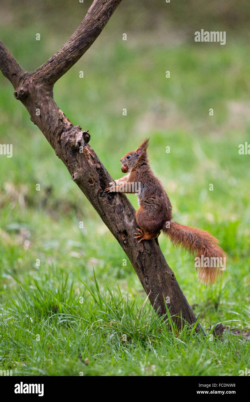 Niederlande,'s-Graveland, der Gravelandse Buitenplaatsen Landgut Hilverbeek. Eurasische Eichhörnchen (Sciurus Vulgaris) Stockfoto