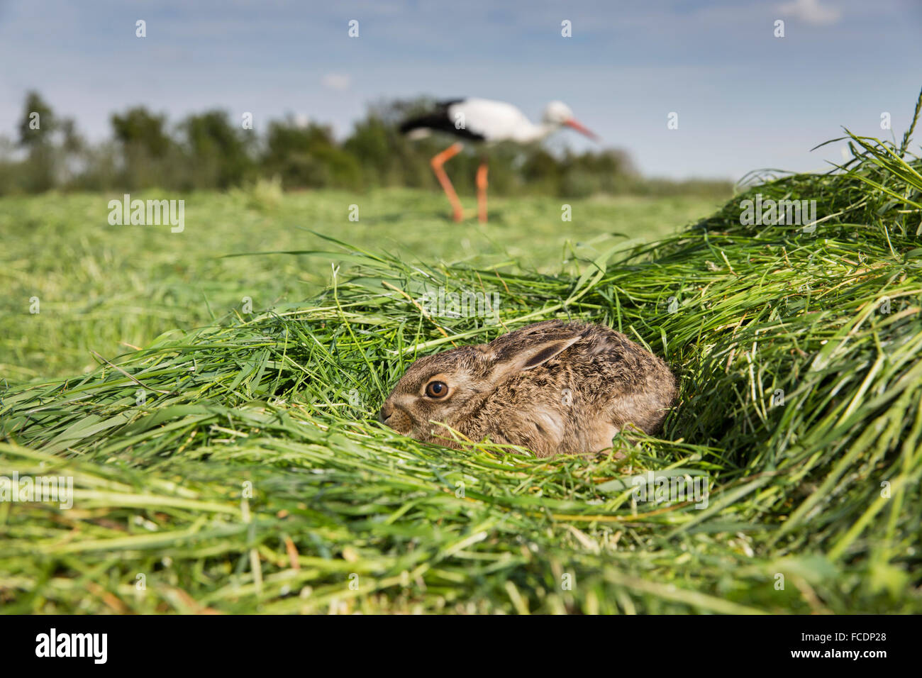 Niederlande, Montfoort, junge Hasen Versteck für Storch im Hintergrund Stockfoto
