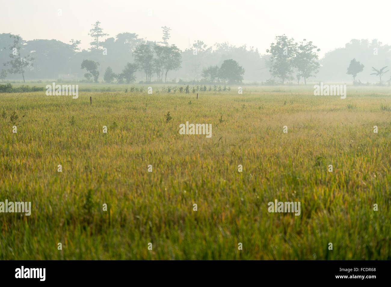 Morgennebel über die Reisfelder in Indonesien Stockfoto