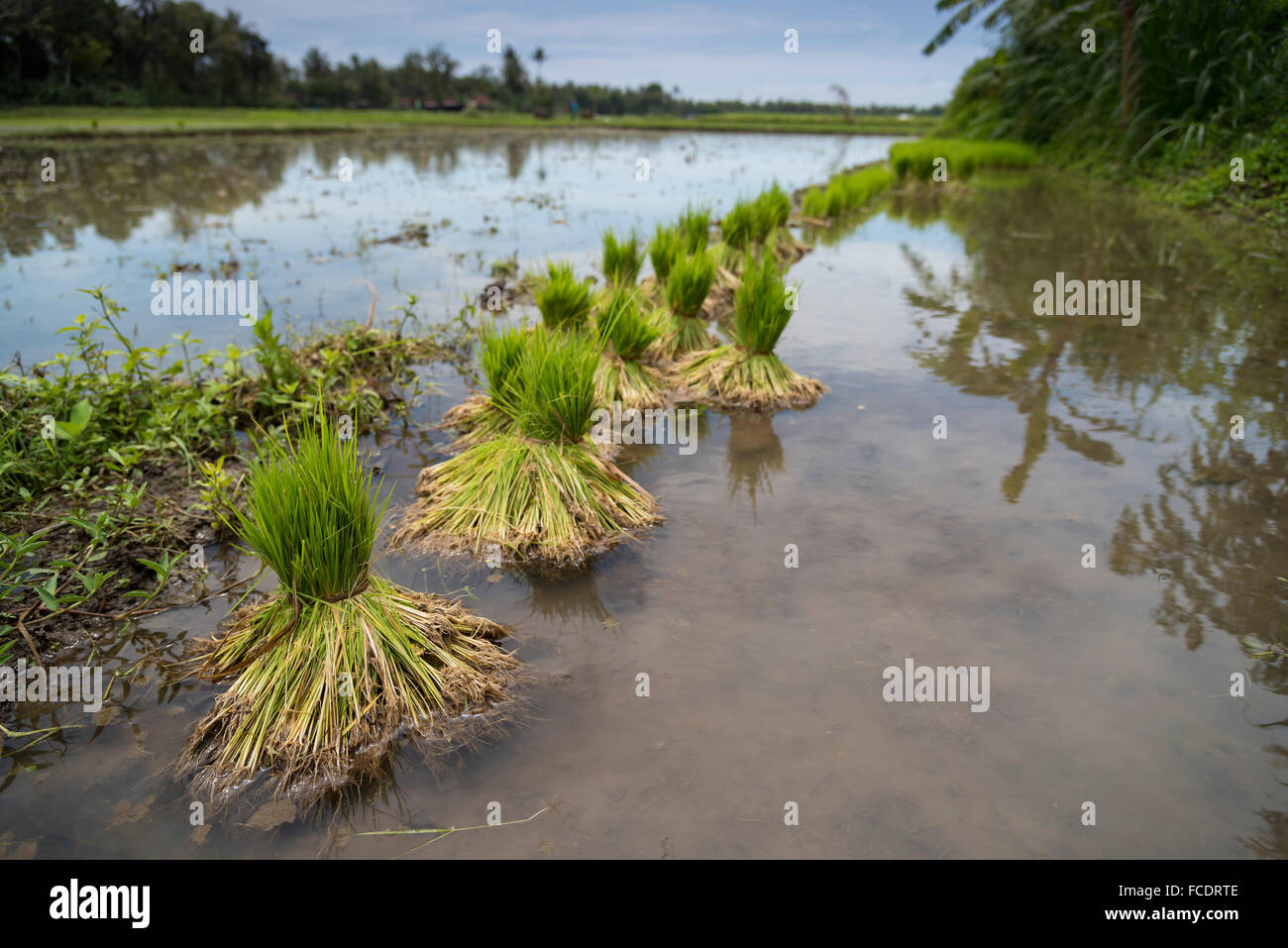 Junge Reis Pflanzen auf den Feldern gepflanzt werden Stockfoto