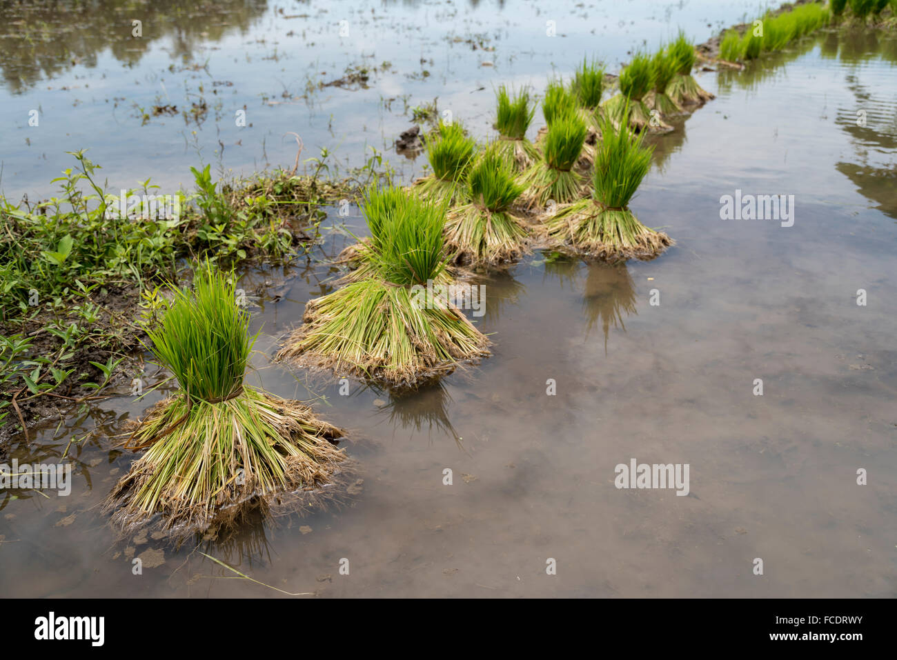Junge Reis Pflanzen auf den Feldern gepflanzt werden Stockfoto
