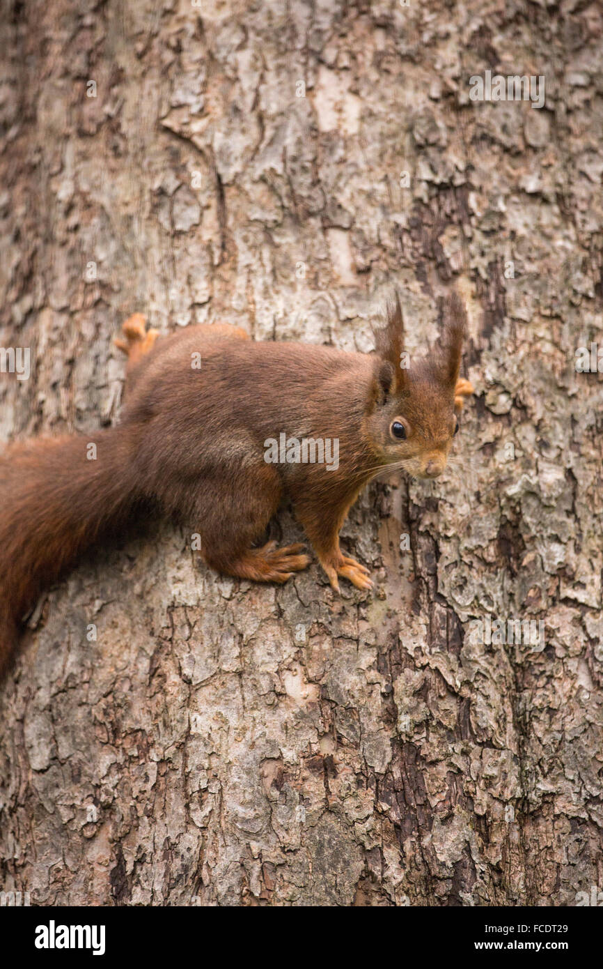 Niederlande,'s-Graveland, der Gravelandse Buitenplaatsen Landgut Hilverbeek. Eurasische Eichhörnchen (Sciurus Vulgaris) Stockfoto