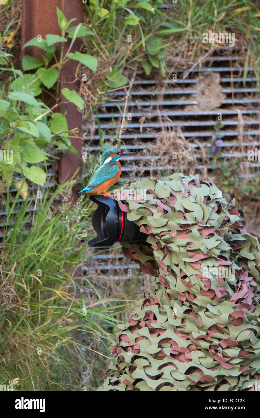 Niederlanden, die Gravelandse Buitenplaatsen Landgut namens Hilverbeek. Eisvogel (Alcedo Atthis) vor der Kamera Stockfoto