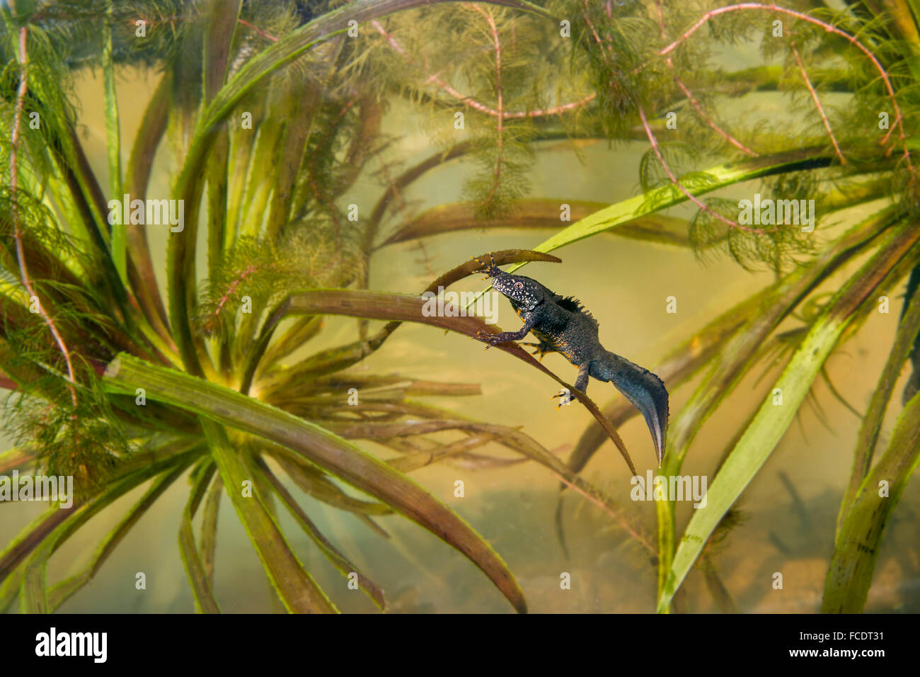 Niederlande,'s-Graveland, Great Crested Newt (Triturus Cristatus) Unterwasser zwischen Wasser-Soldat Stockfoto