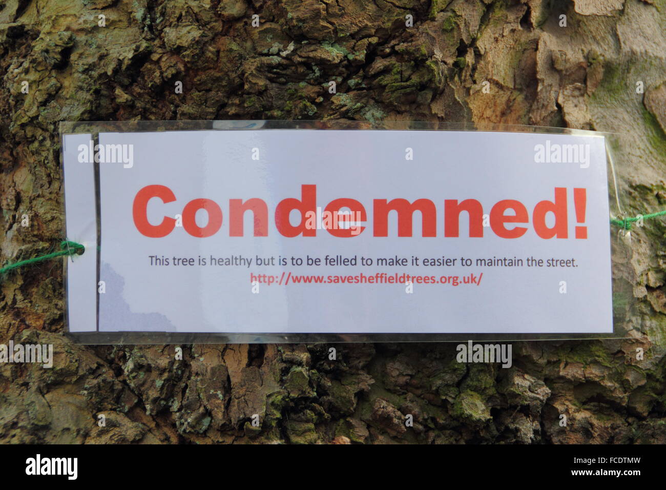 Ein Schild an einem Baum im Nether Edge, Sheffield Warnungen Passanten, dass es für das Fällen vorgesehen hat geschnallt. Stockfoto