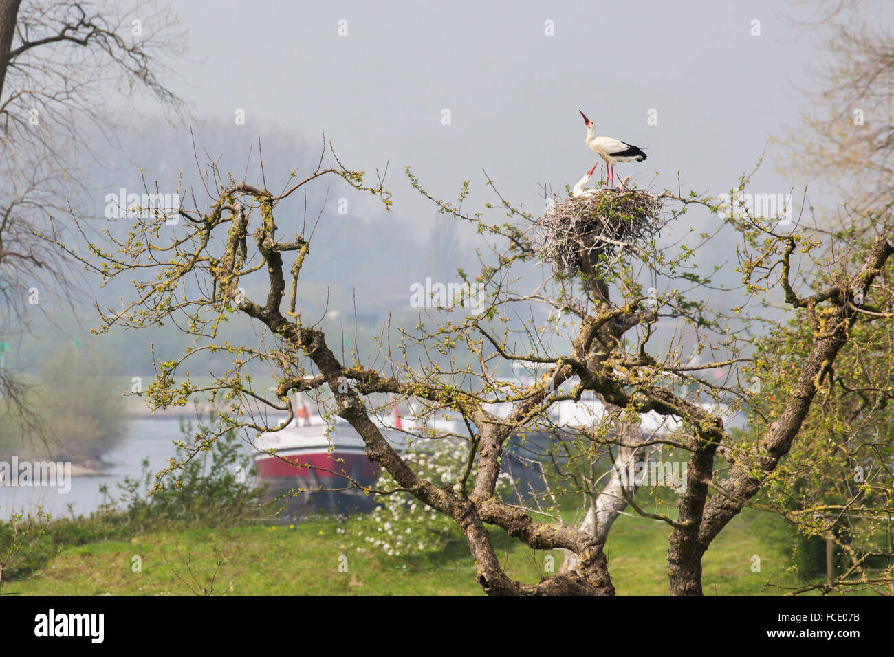 Niederlande, Zutphen, IJssel Fluss. Frachtboot. Störche am Nest auf Baum Stockfoto