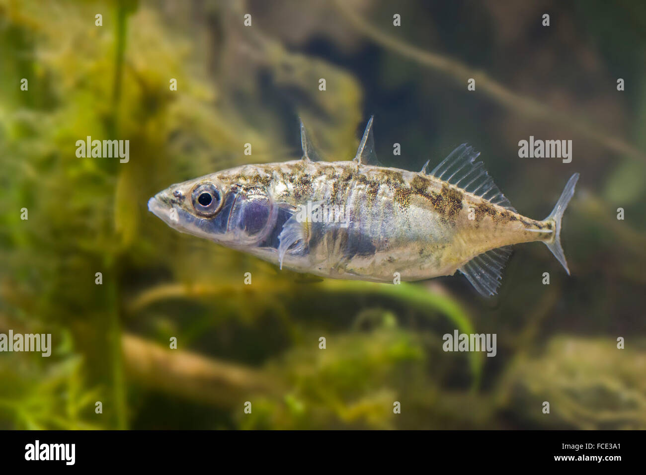 Niederlande, Rotterdam, den Dreistachliger kommen Stichling (Gasterosteus Aculeatus). Weiblich Stockfoto