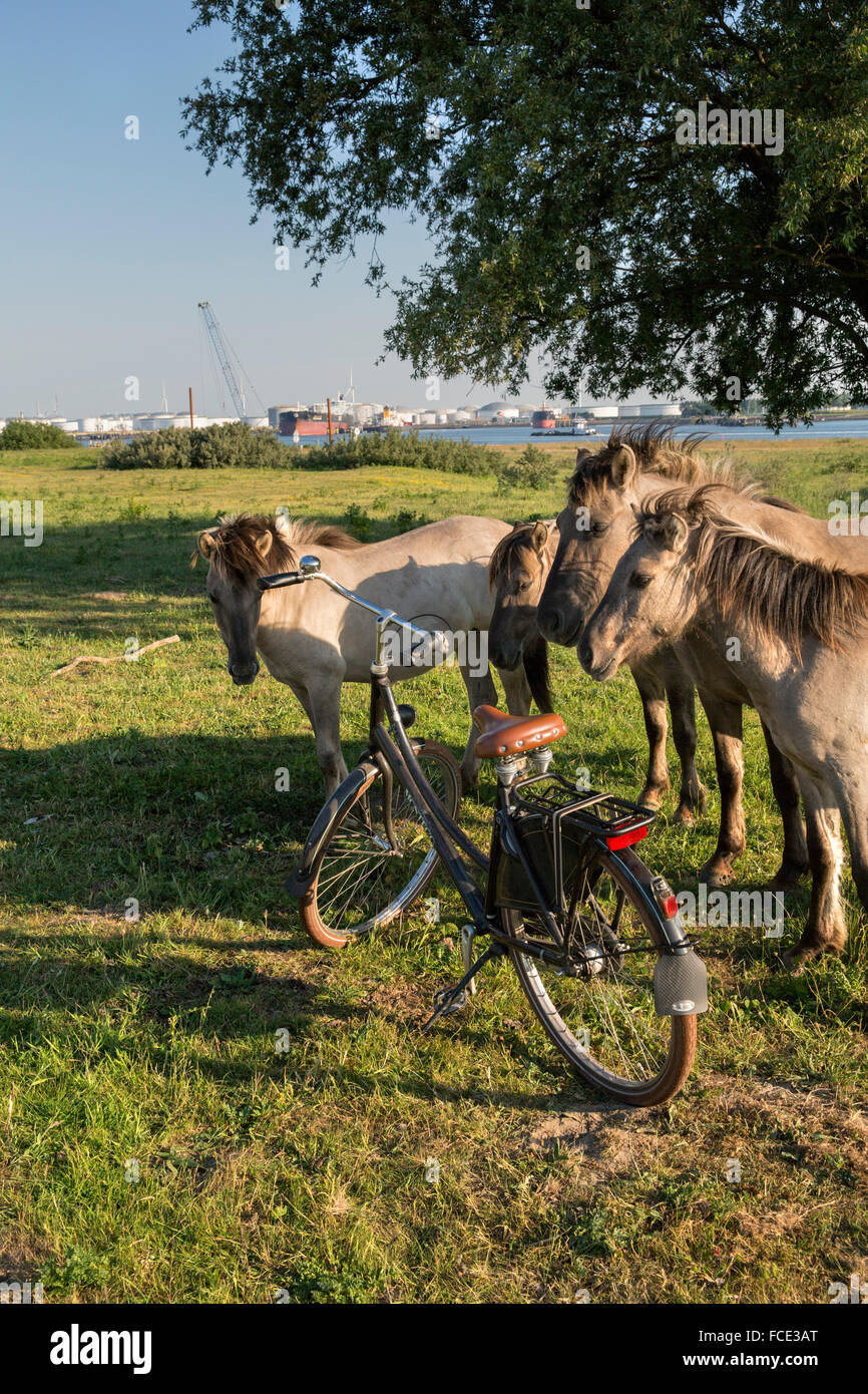 Niederlande, Rotterdam, Hafen von Rotterdam. Naturschutzgebiet im Hafen namens Landtong Rozenburg. Konik-Pferde betrachten Fahrrad Stockfoto