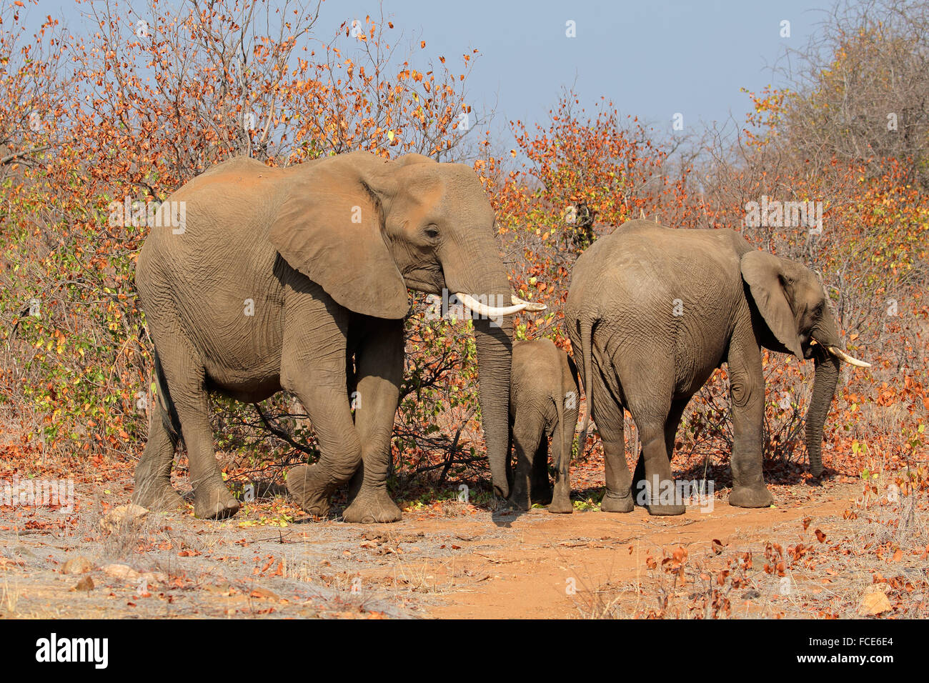 Familie der afrikanischen Elefanten (Loxodonta Africana), Krüger Nationalpark, Südafrika Stockfoto